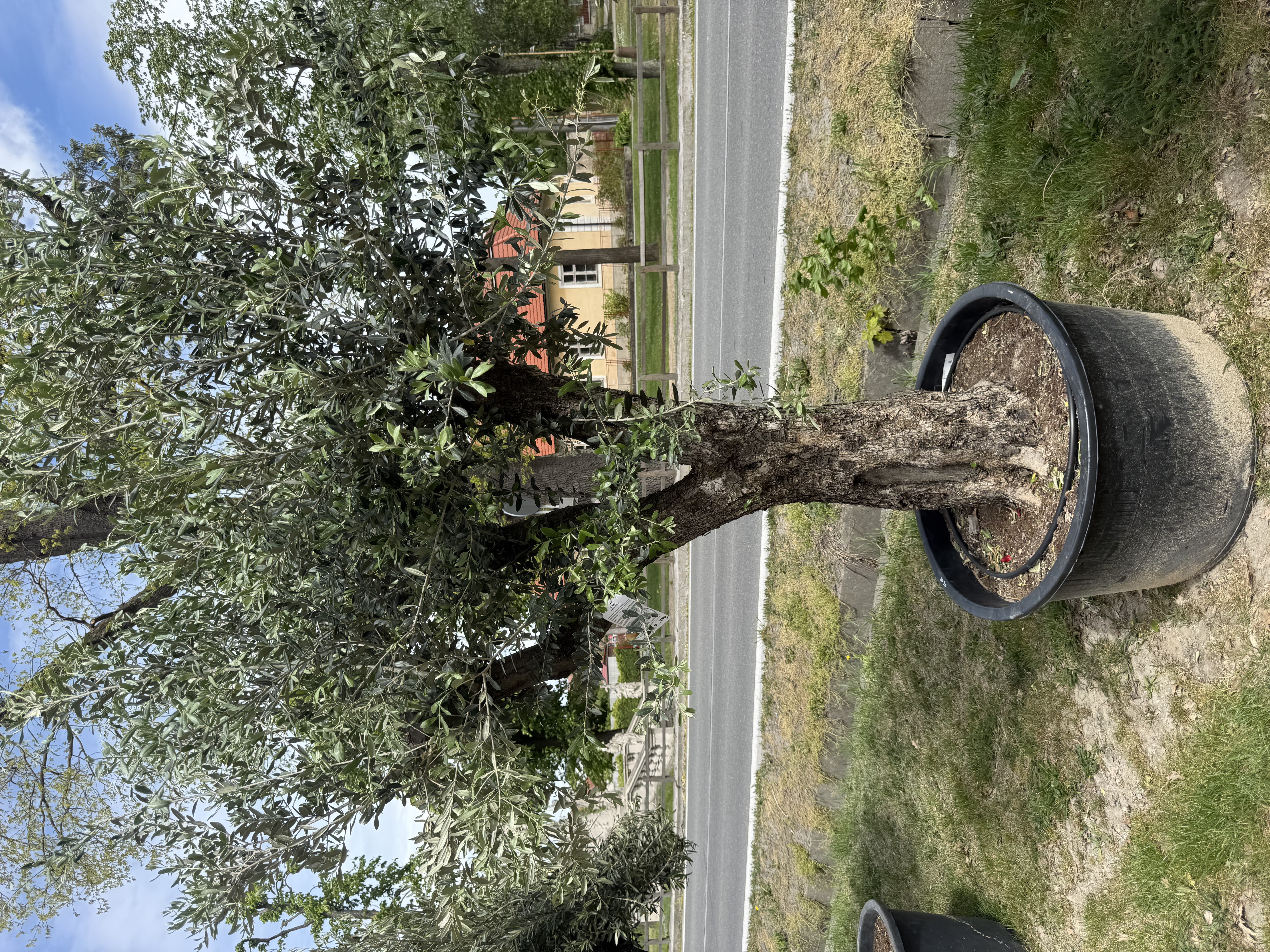 Olea Europaea - olivovník 250-270 cm