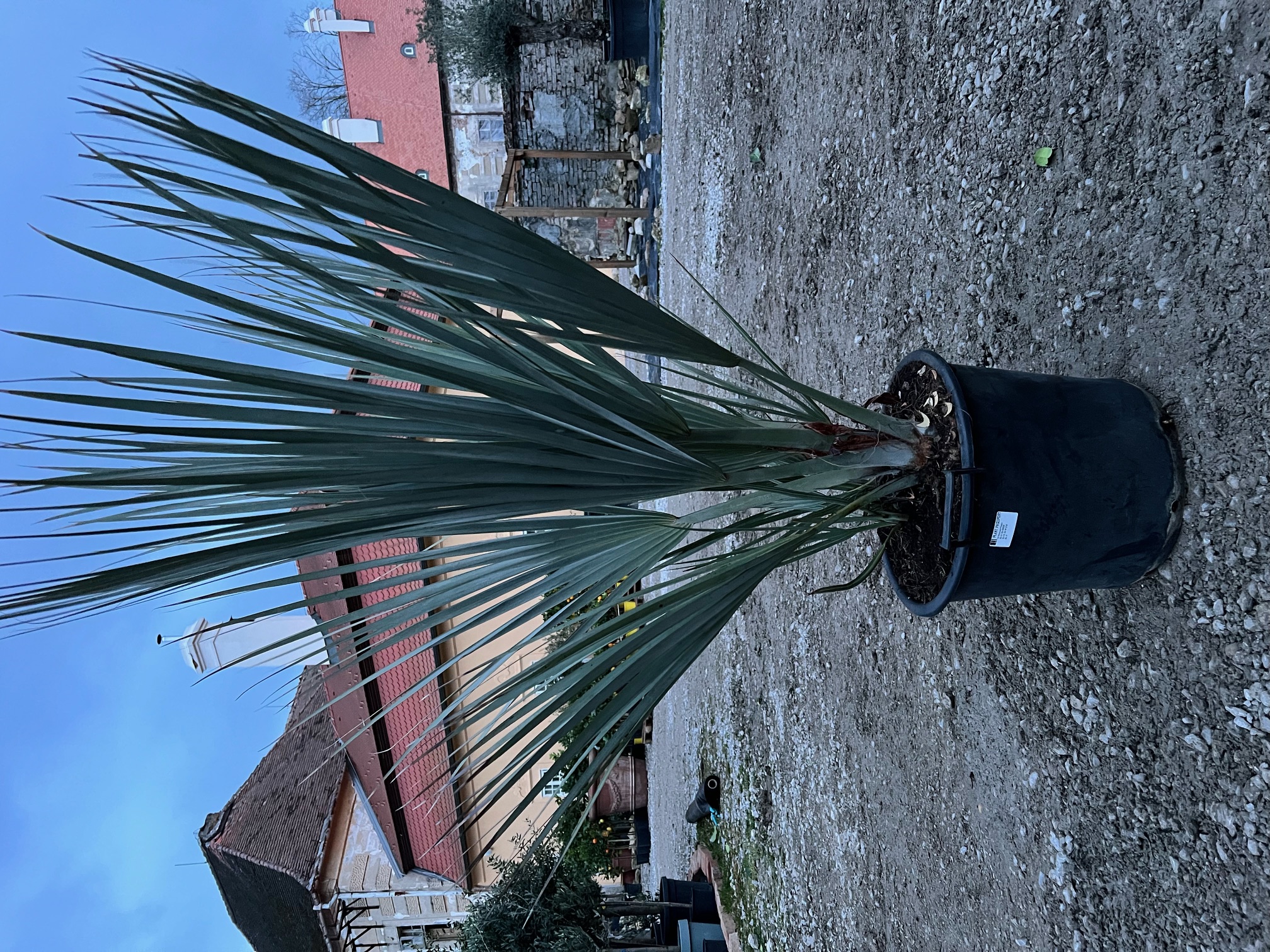 Akcia - Nannorrhops ritchiana, do -23 °C, výška 100cm