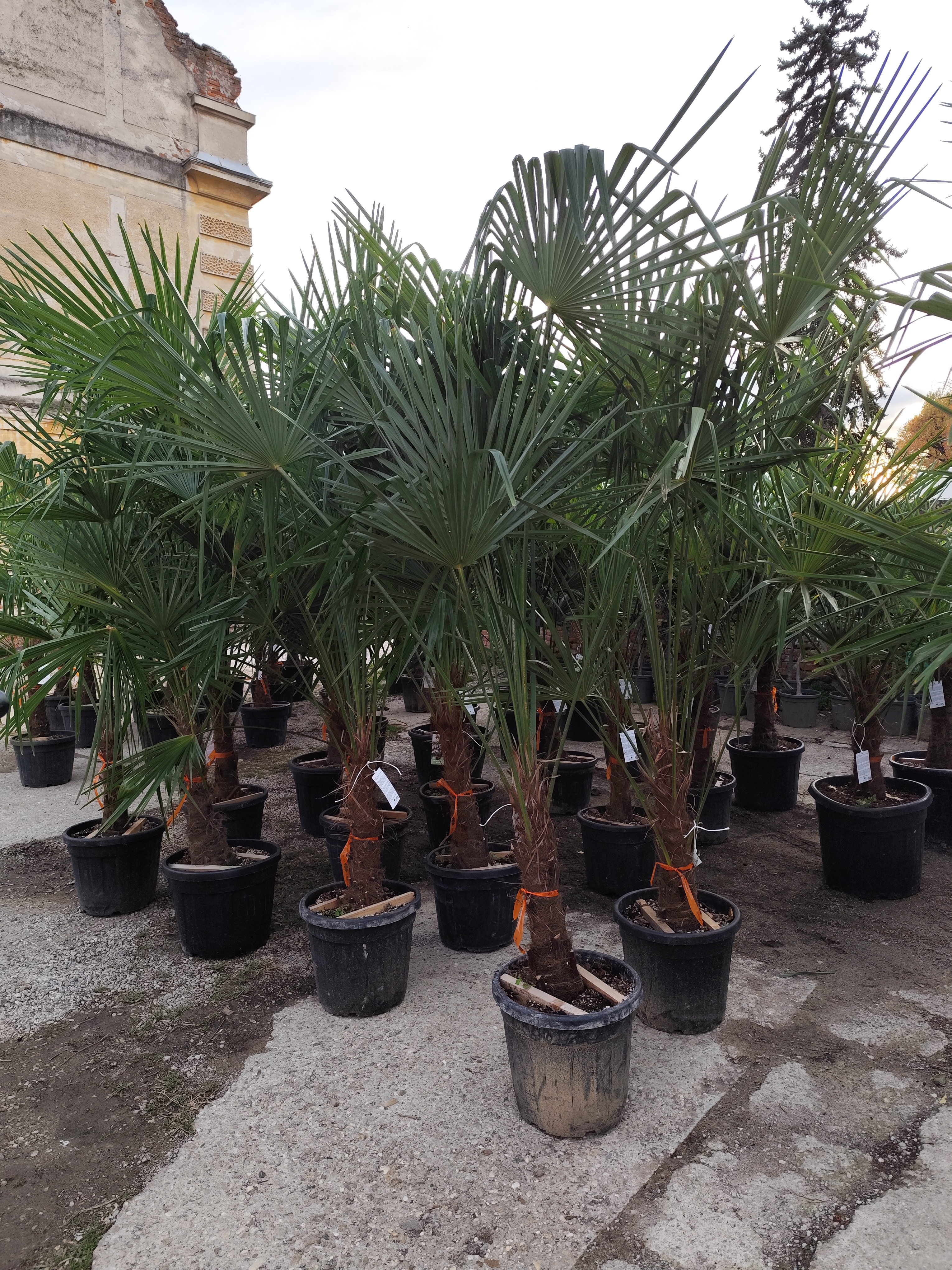 Trachycarpus fortunei (Chamaerops excelsa), výška kmeňa 50-60cm