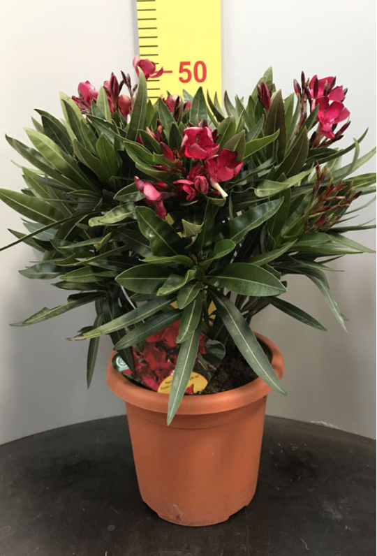 Nerium Oleander Multicolor - výška 60-80 CM s kvetináčom 