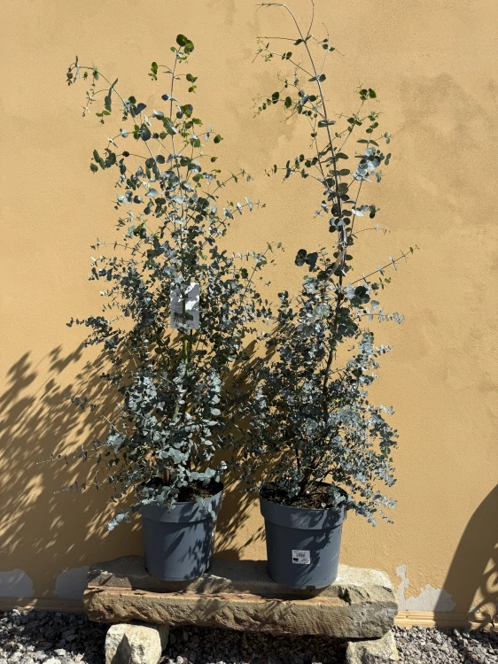 Eukalyptus Gunii 150-170cm, šírka kvetináča 21cm, objem 4,5L