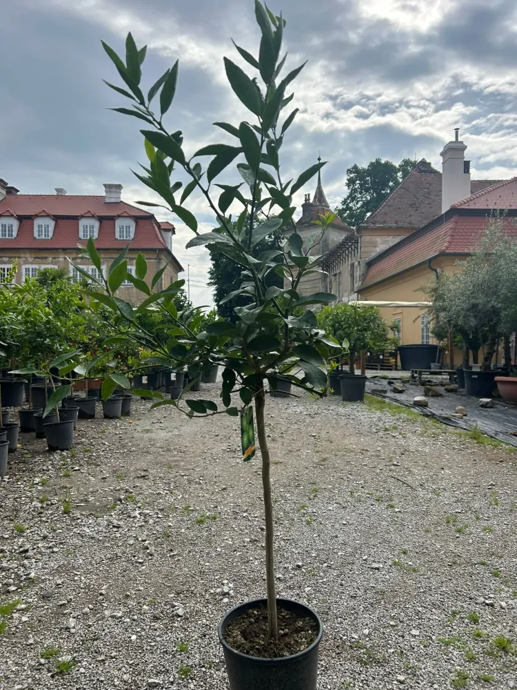 Limetka - Lime di Tahiti výška 120-140cm