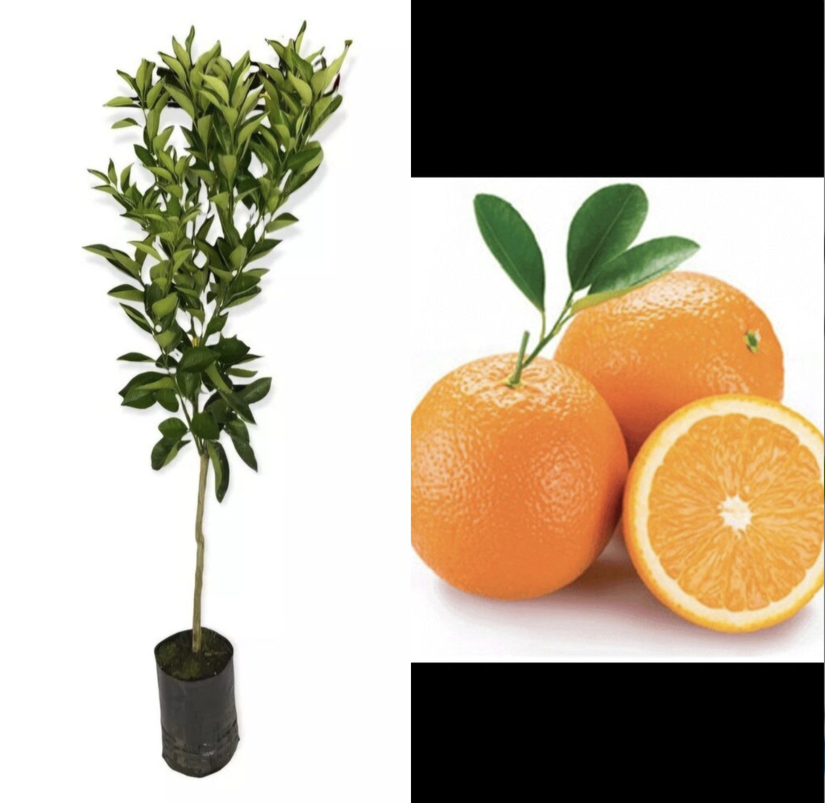 AKCIA 4 citrusy = 99€, nakombinuje si nižšie - výška 130-150cm