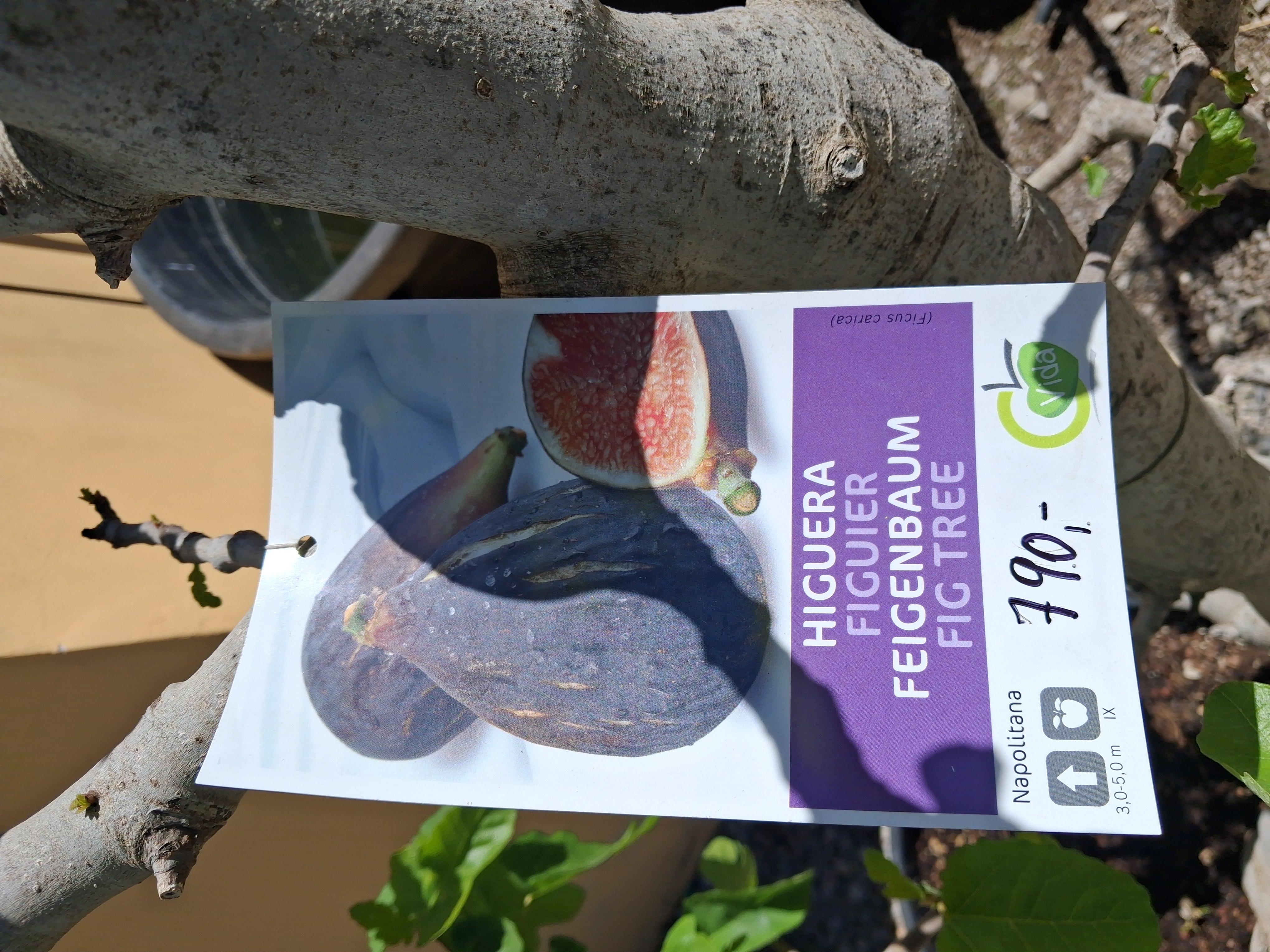 Figovník Ficus carica - 200cm -12°C
