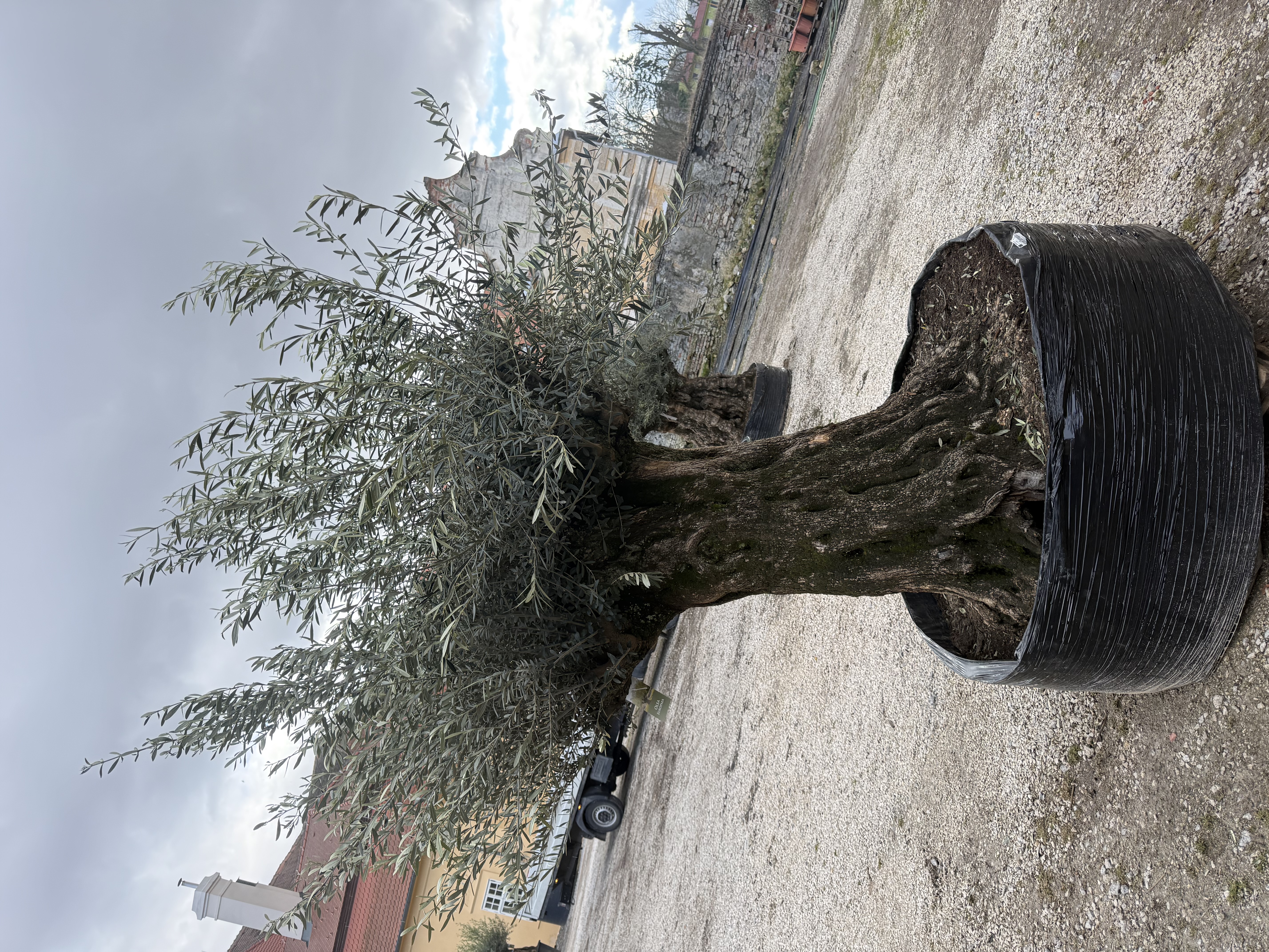 Olea Europaea - olivovník celková výška 210 - 240cm