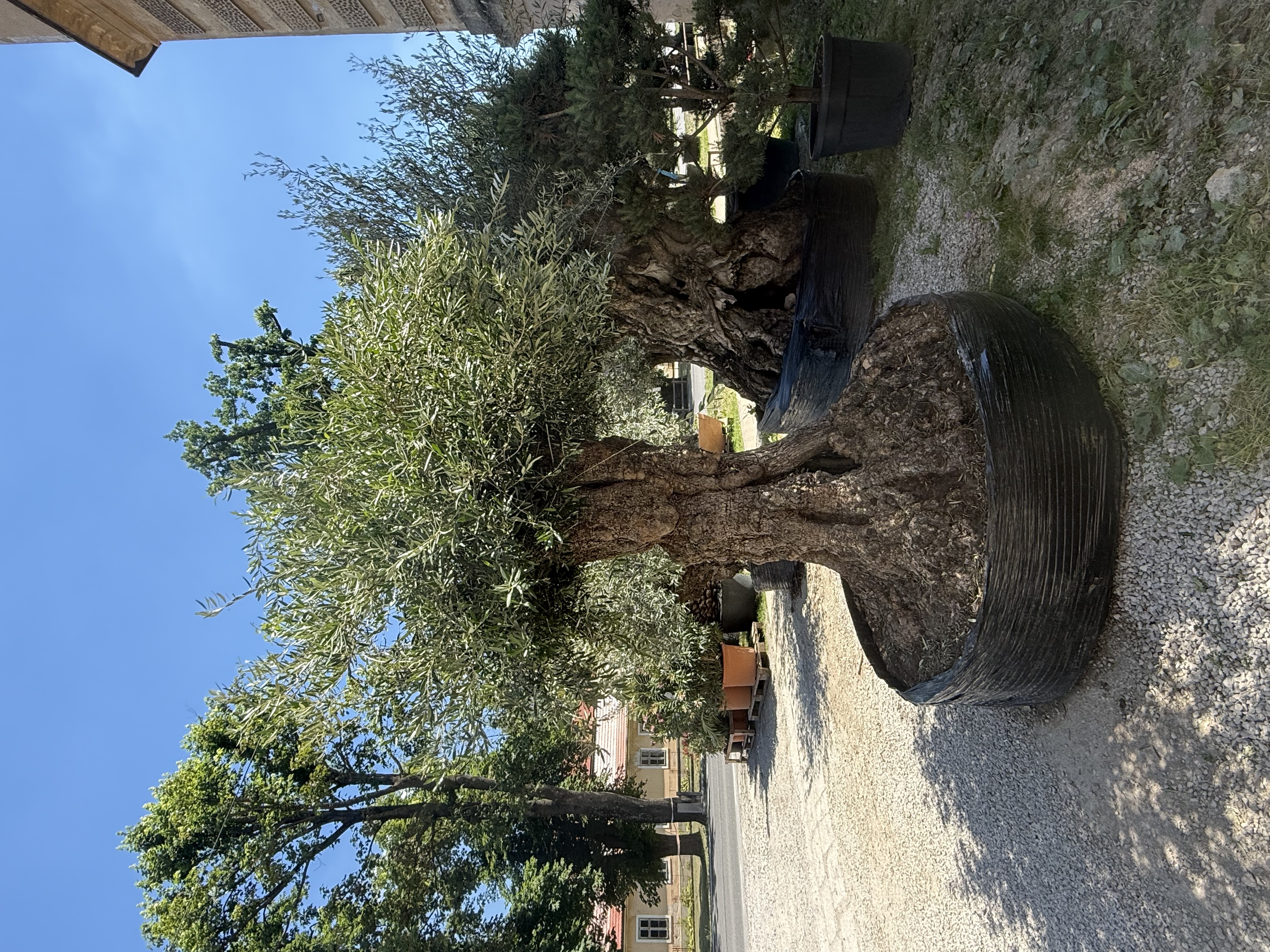 Olea Europaea - olivovník celková výška 280 - 310cm s kvetináčom