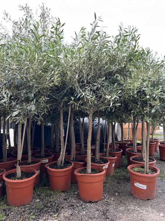 Olea Europaea - olivovník 90-100 cm výška s kvetináčom
