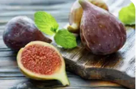 Figovník Ficus carica - odroda Brown Turkey - 160-170cm, -12°C