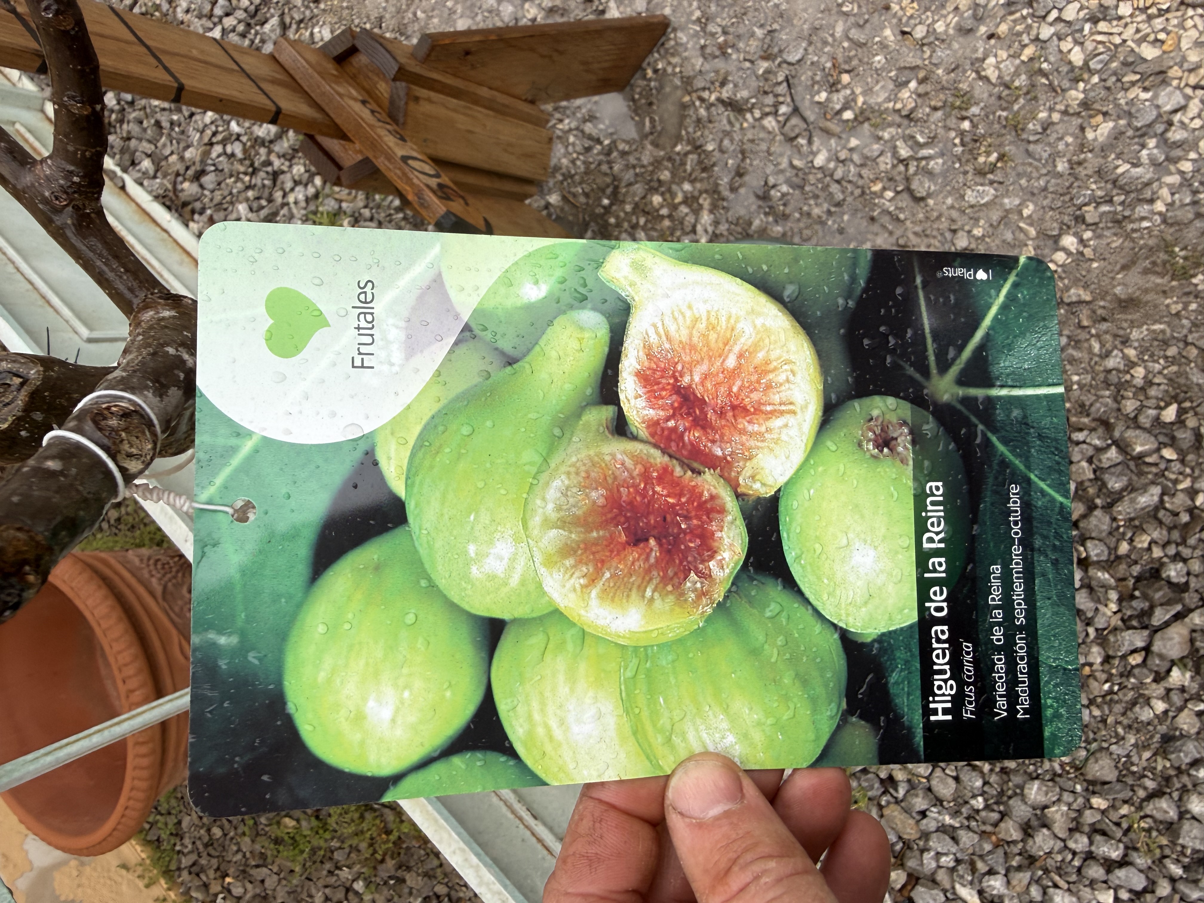 Figovník Ficus carica - odroda Brown Turkey- 150-170cm, -12°C