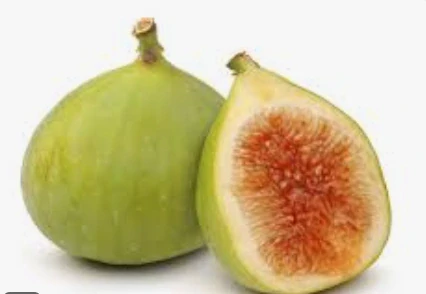 Figovník Ficus carica - odroda Trójska - 160-170cm, -12°C