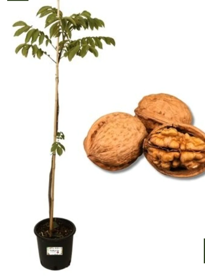 Orech pekanový - Noce Pecan, výška cirka 170-220cm s kvetináčom