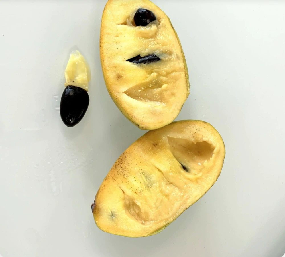 Asimina triloba (Asimina trojlaločná) - výška rastliny s kvetináčom 100cm