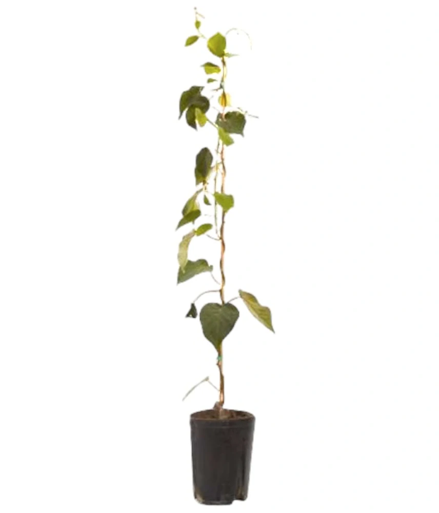 Kiwi Hayward - samica, výška rastliny s kvetináčom 130cm