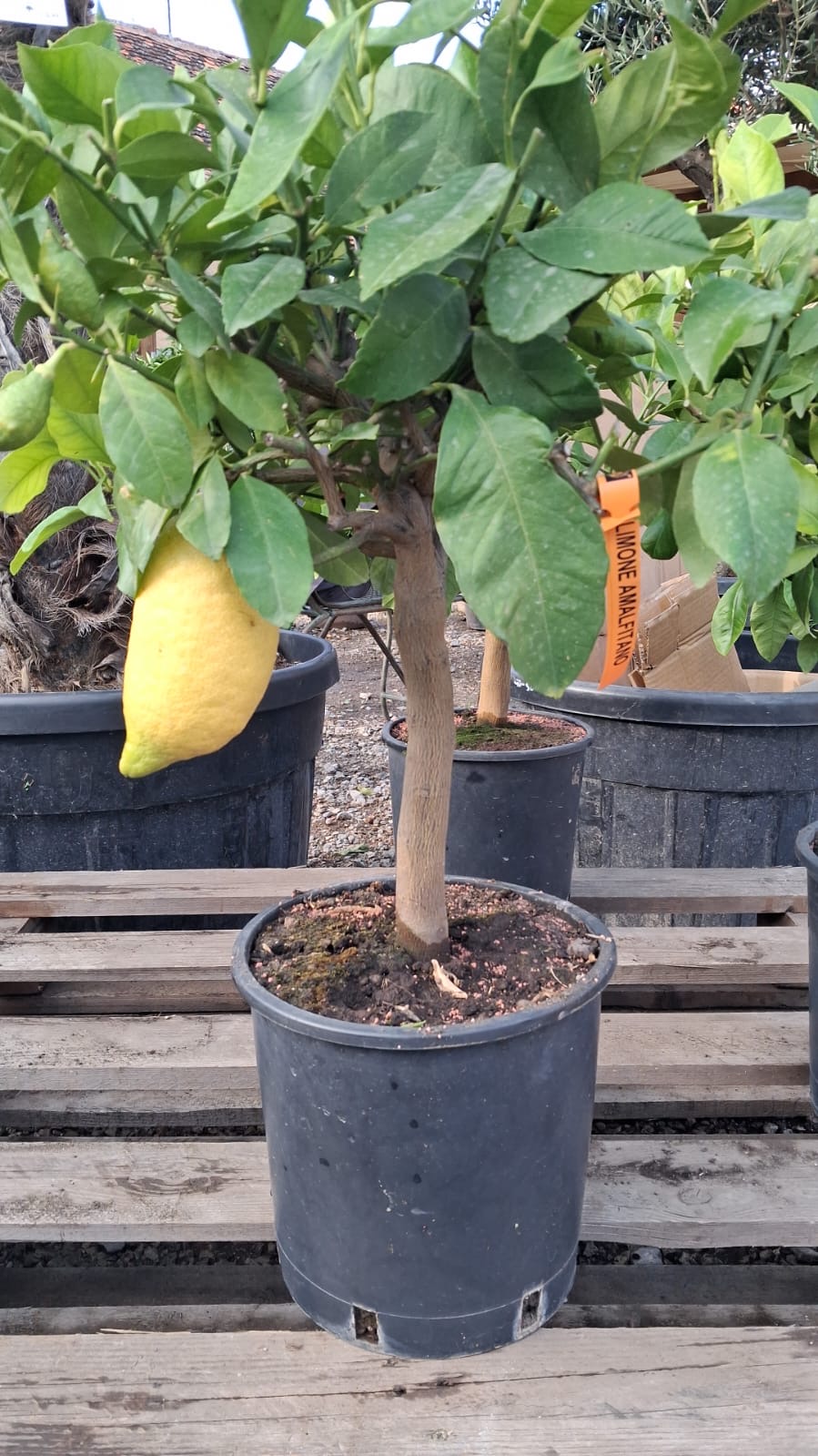 Citrónovník amalfský - Limone Amalfitano výška 80-90cm