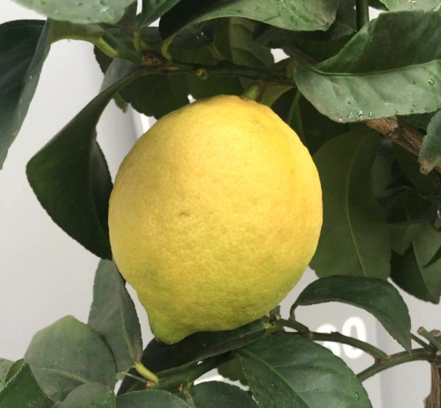 Citrónovník - Limone Femminello Siracusano výška 120-150cm      