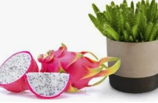 Dračie ovocie - PITAYA - výška rastliny s kvetináčom 100-120cm