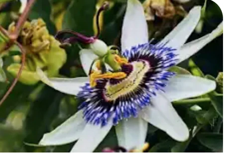 Marakuja (MARACUYA) alebo Passion Fruit - výška rastliny s kvetináčom 100-130cm na špaliére vyviazaný už