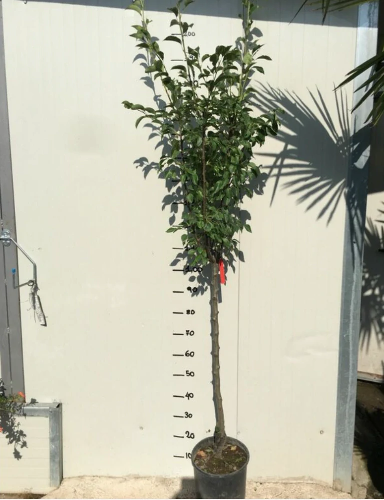 Hruška Williamsova, výška rastliny s kvetináčom 170cm