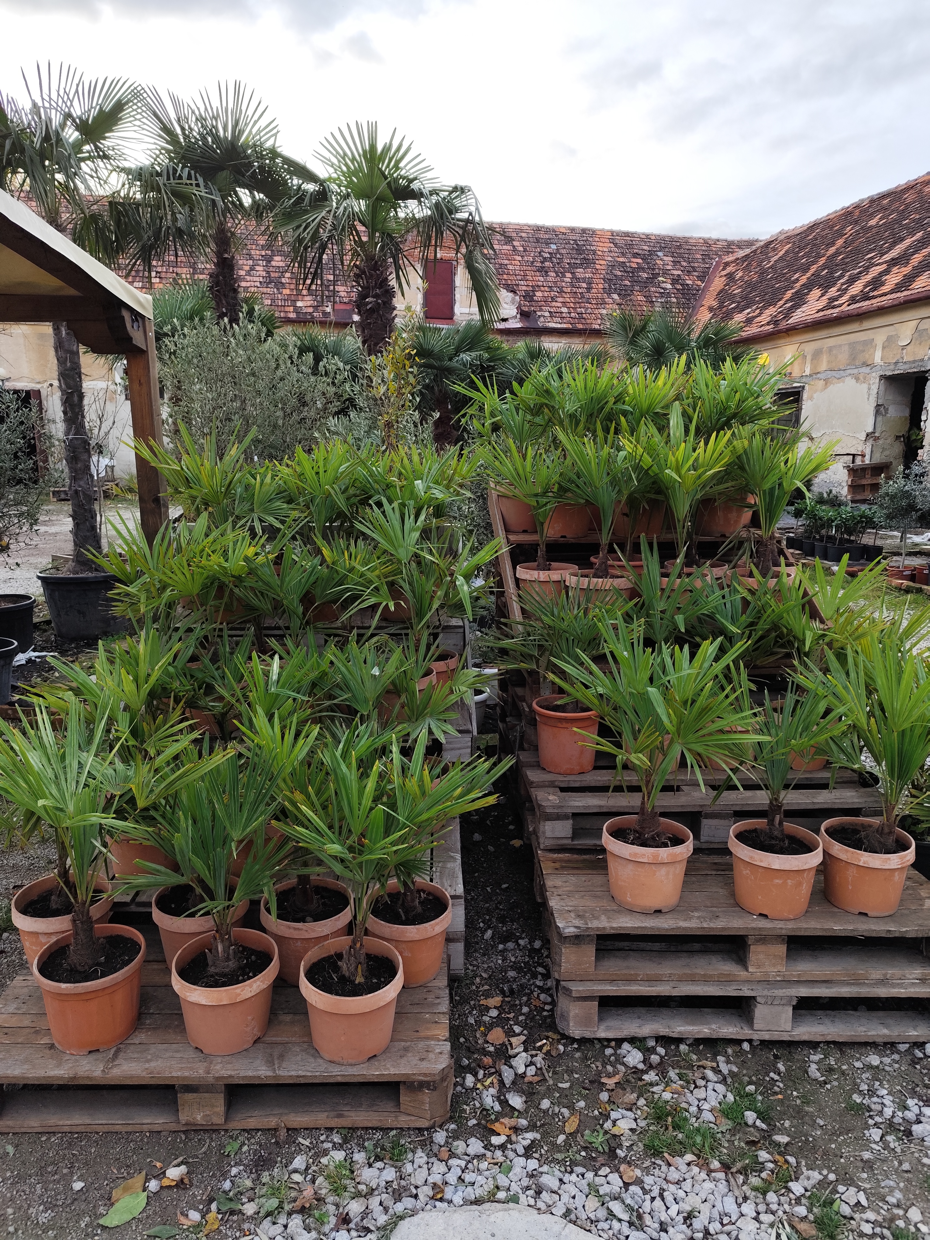 Trachycarpus fortunei, výška kmeňa 10-15cm