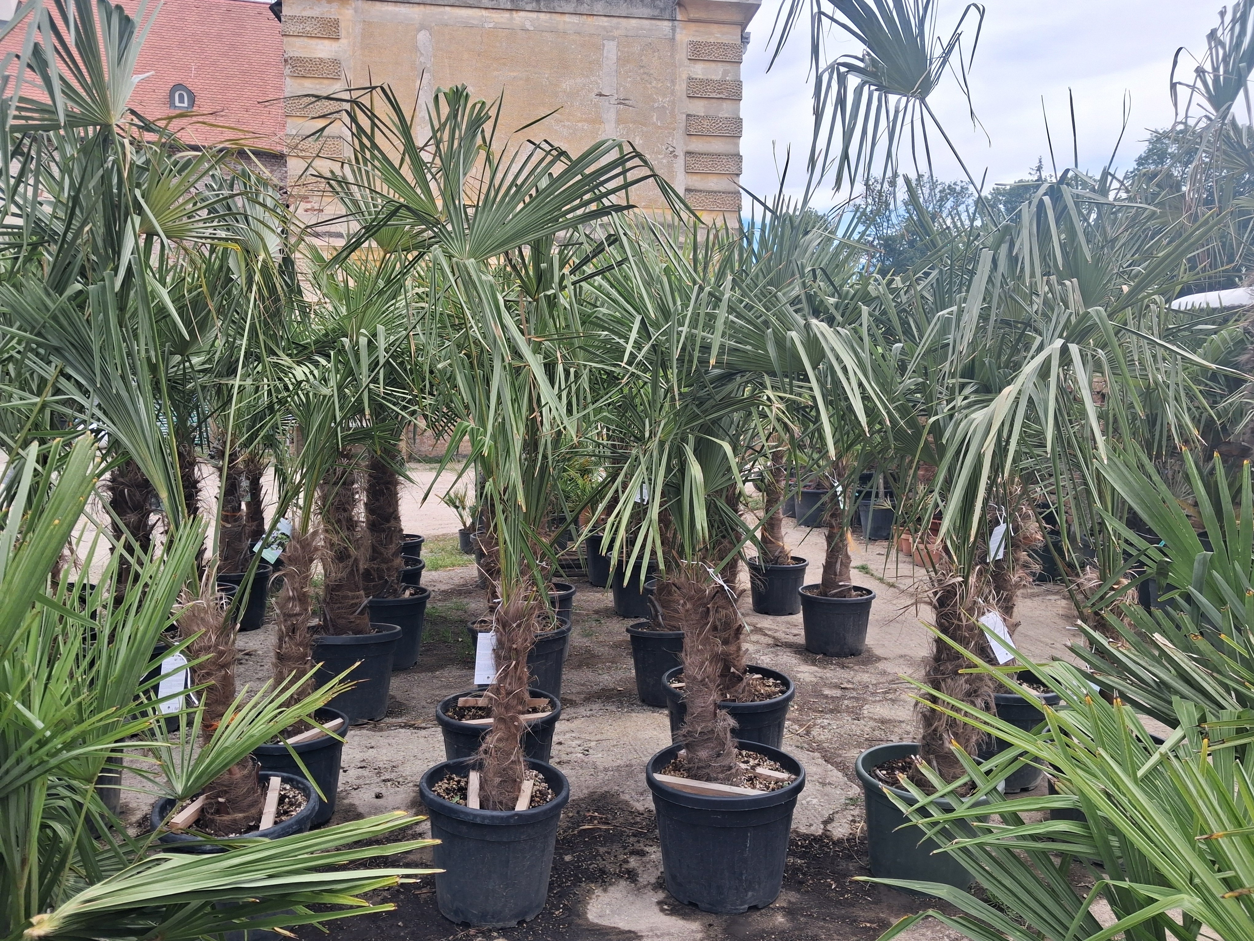 Trachycarpus fortunei (Chamaerops excelsa), výška kmeňa 60-70 cm kvalita B