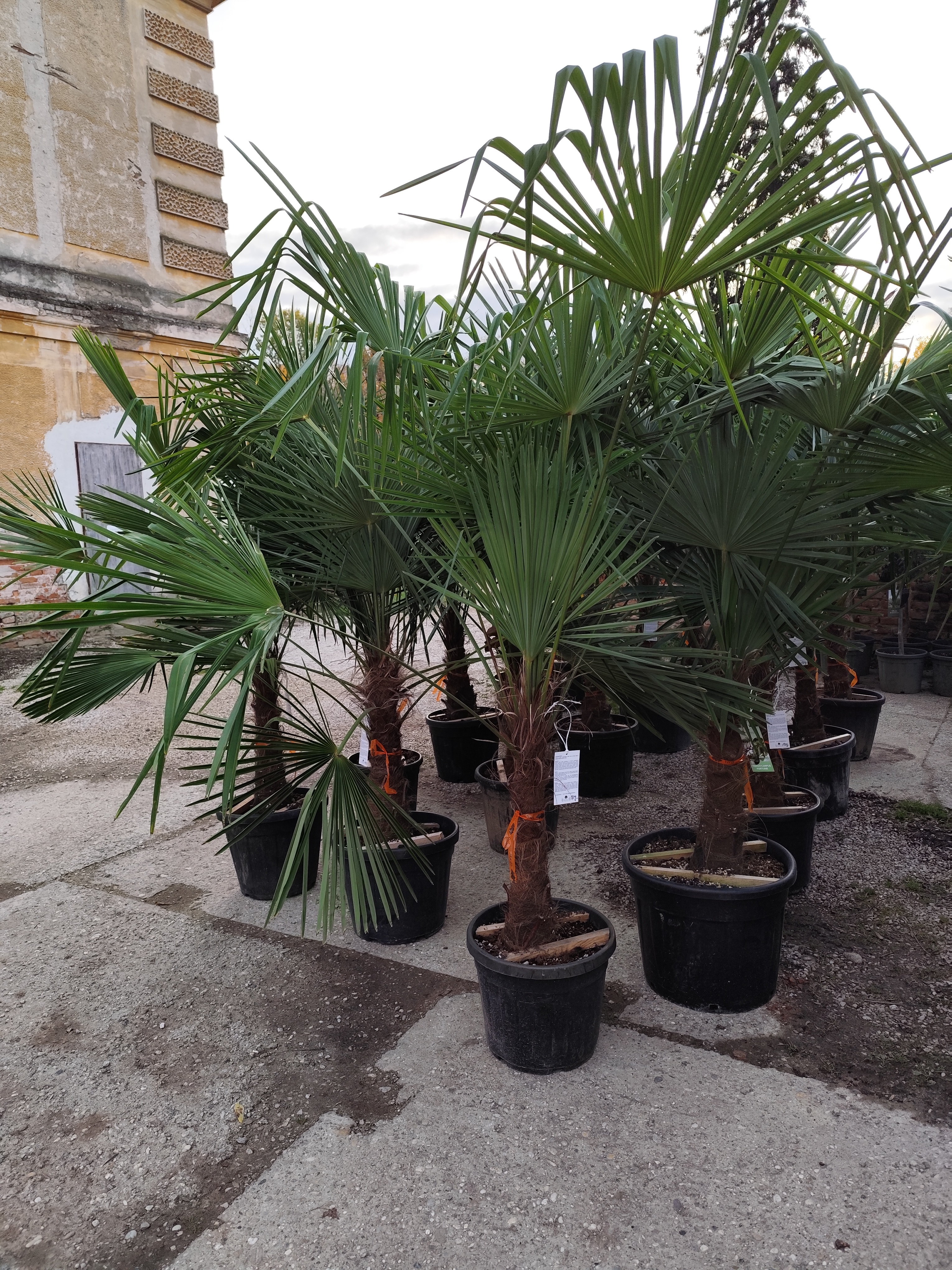 Trachycarpus fortunei (Chamaerops excelsa),  výška kmeňa 60-70 cm