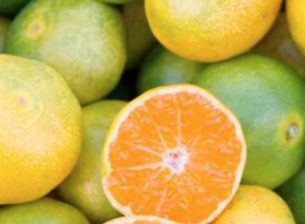 Japonská Mandarínka Satsuma - výška 60-80cm