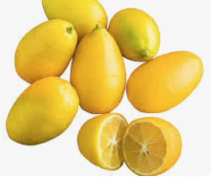 Akcia - Limequat / Lemonkumquat 110-130cm