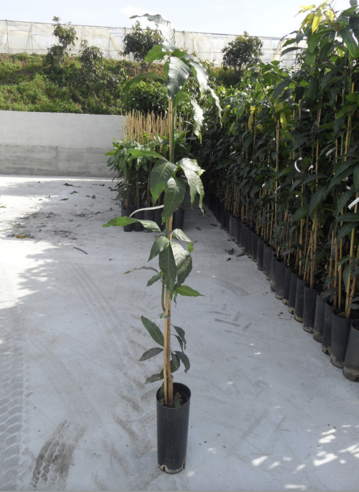 Mango - výška rastliny s kvetináčom 100cm