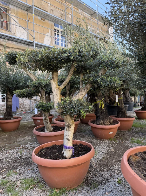 Olea Europea - olivovník 170-180 cm celková výška