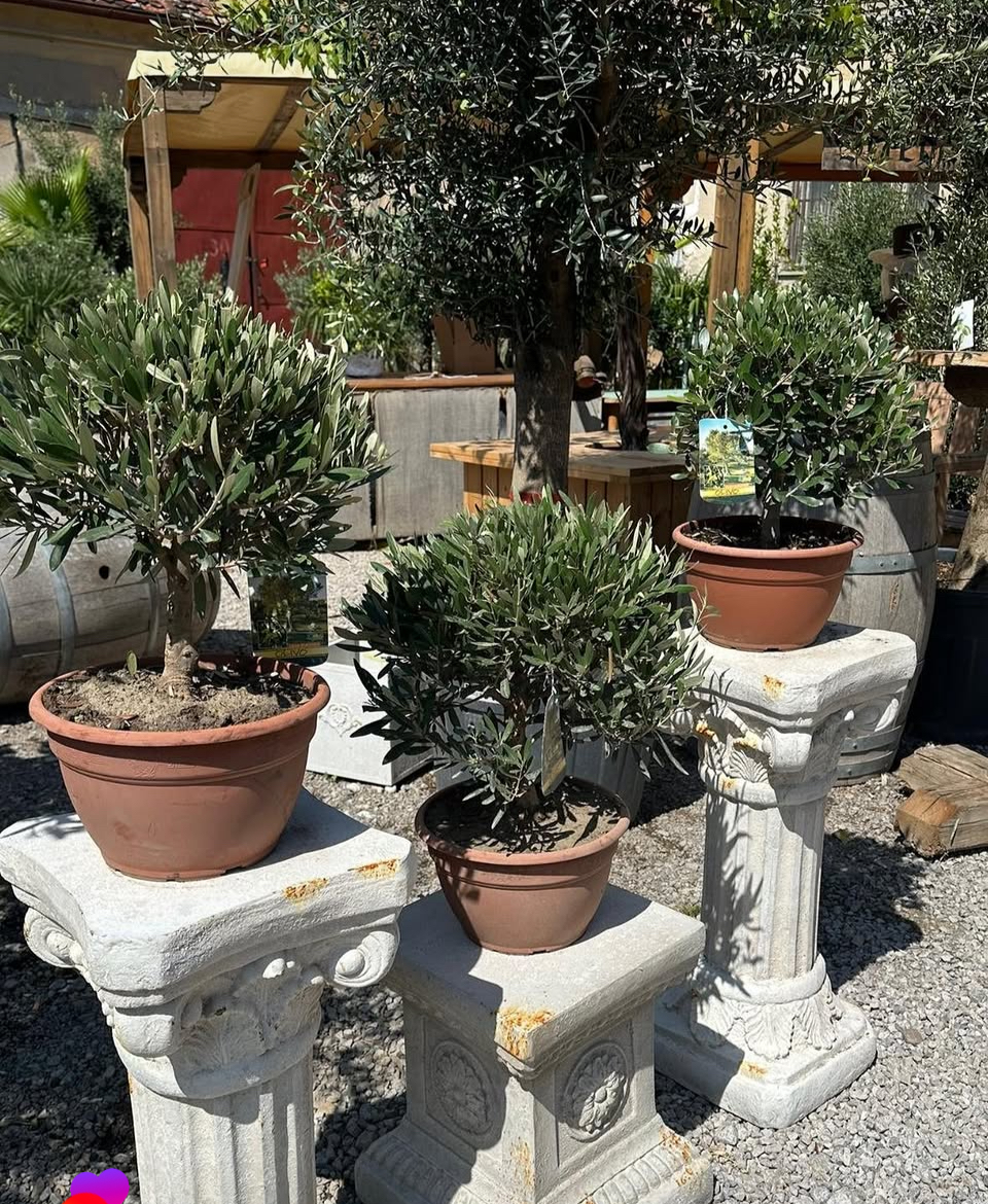 Akcia - Olea Europea - olivovník výška aj s kvetináčom 40 - 50cm 
