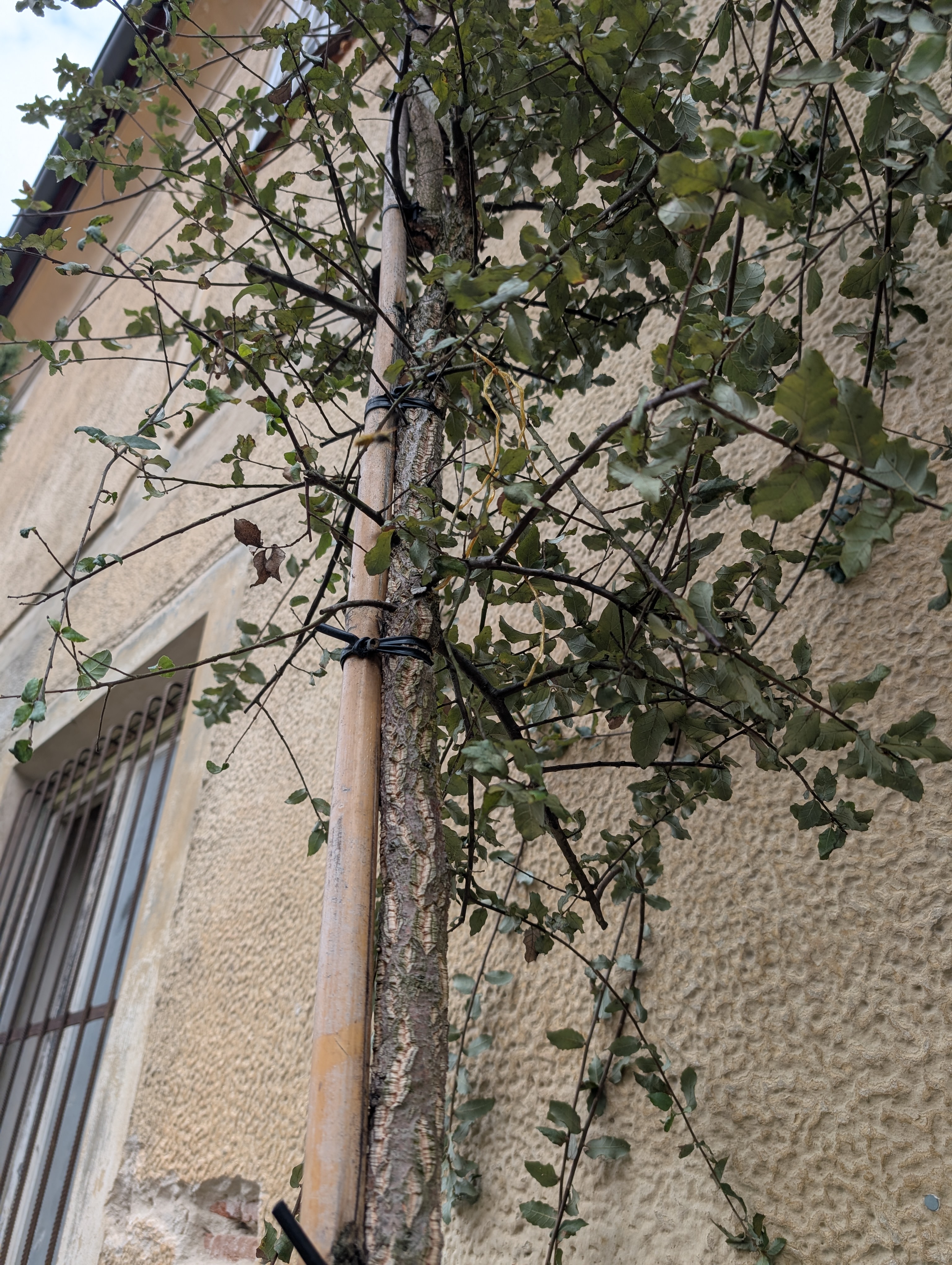 Dub korkový - Quercus suber, výška 300-350cm s kvetináčom