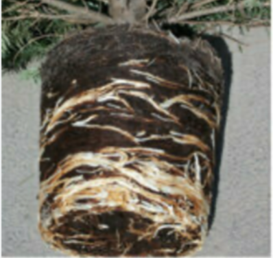 Akcia 2+1 grátis - Nordmandská jedľa v kvetináči - výška stromčeka bez kvetináča 100-120cm