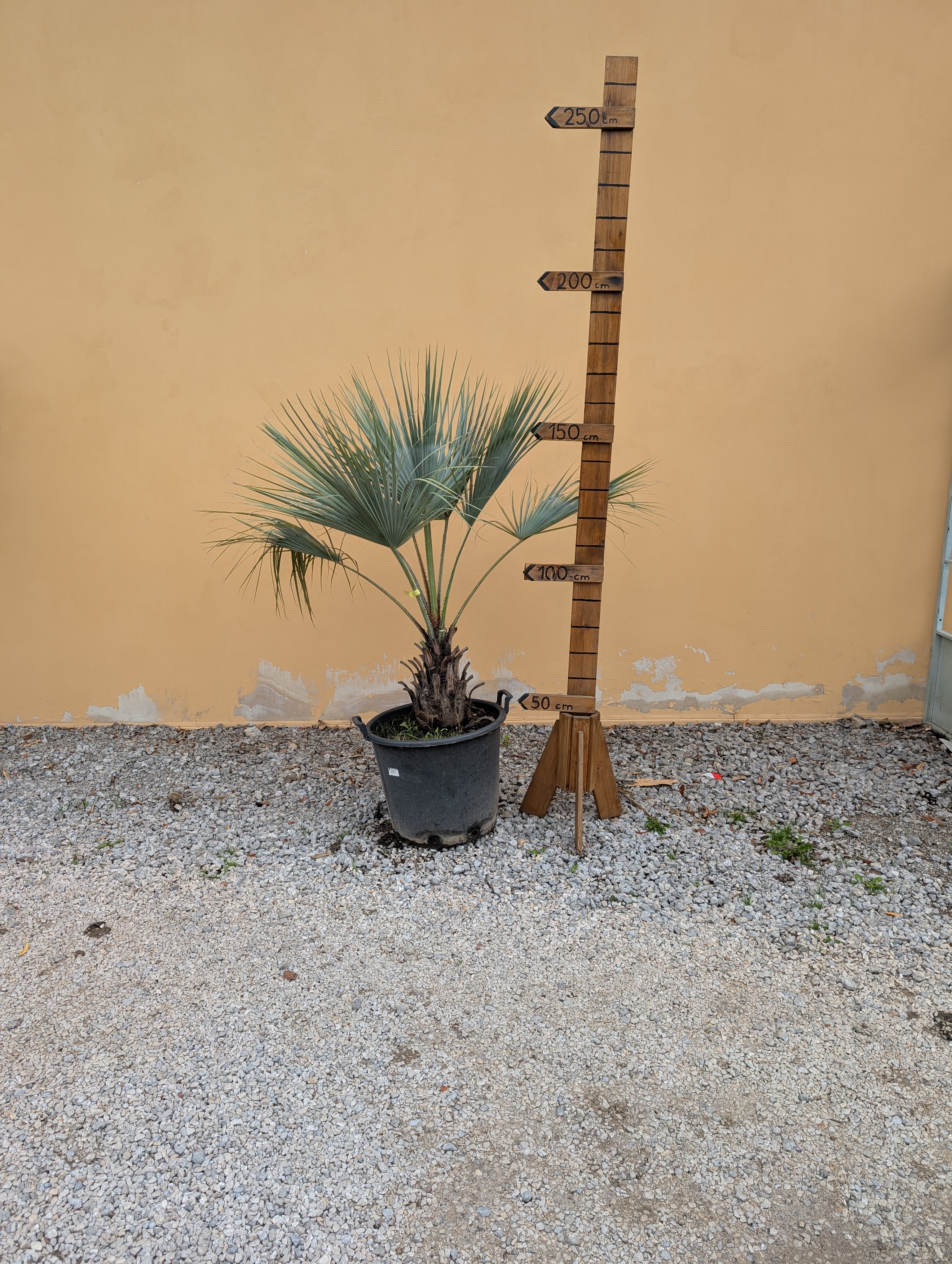Brahea armata 180cm - mexická palma (-12°C)