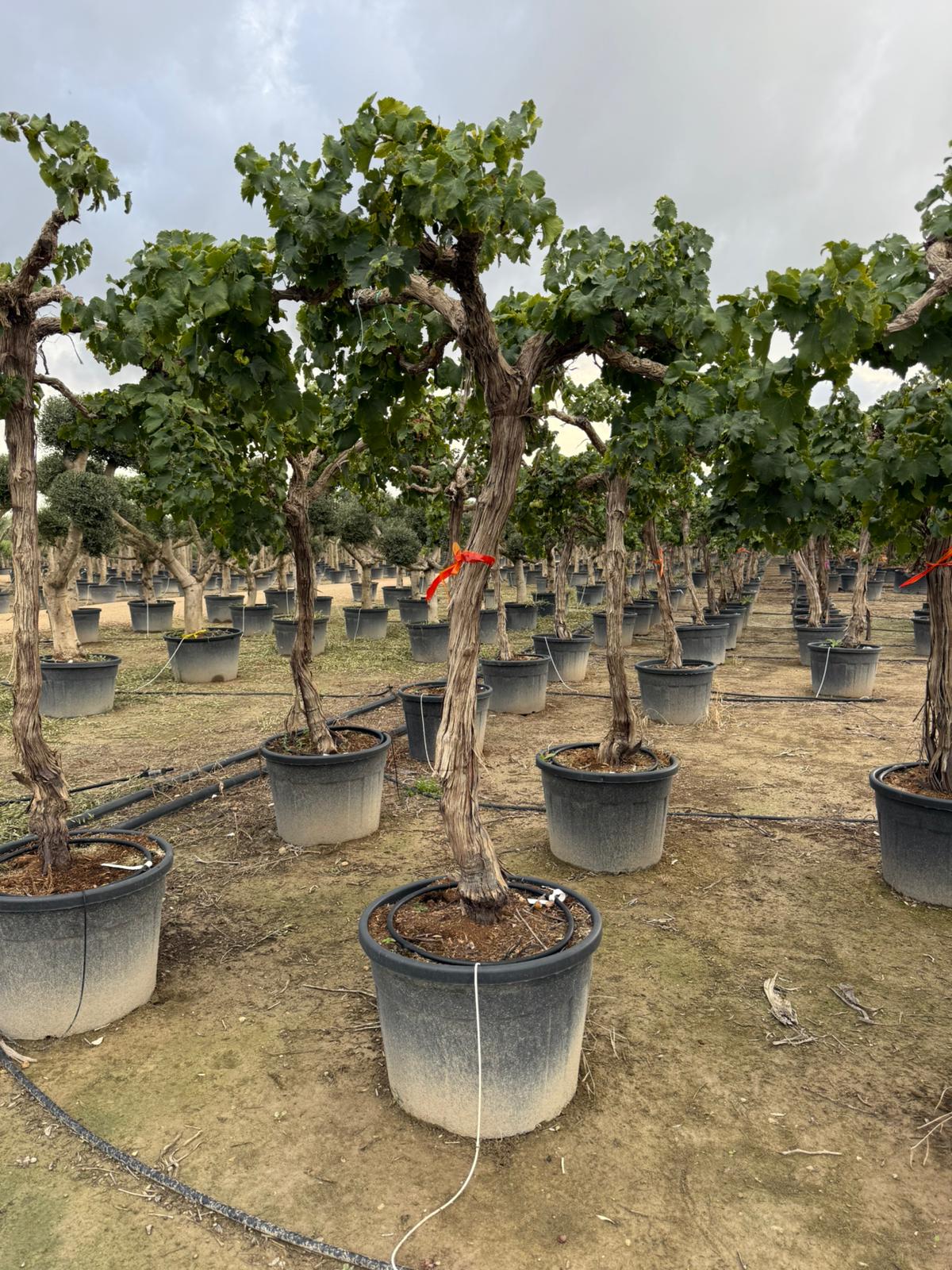 PREDOBJEDNÁVKA Apríl 2026 Vinič biely (Vitis vinifera) - výška kmeňa 140-160cm 