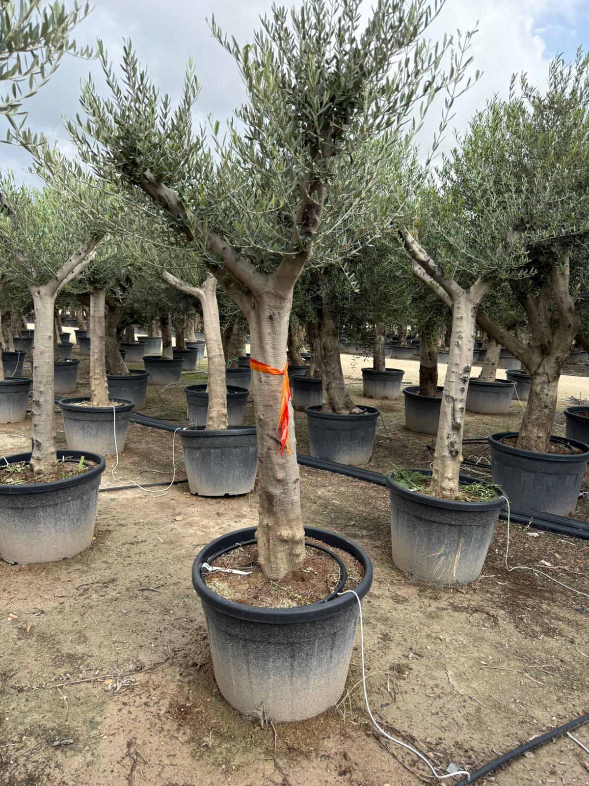 Olea Europea - výška kmeňa 120-150cm 