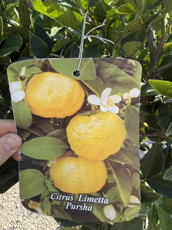 Citrus Pursha - sladká rímska limetka s plodmi - výška 170-190cm s kvetináčom