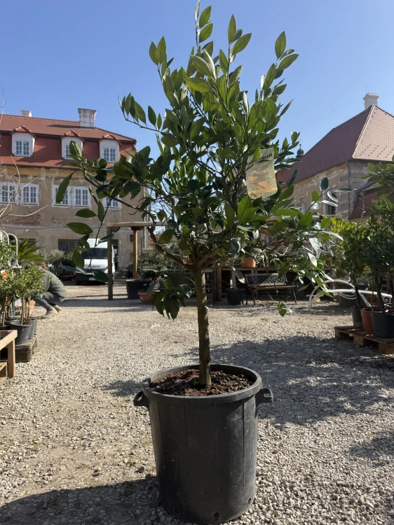 Japonská Mandarínka Satsuma - výška 130-150cm