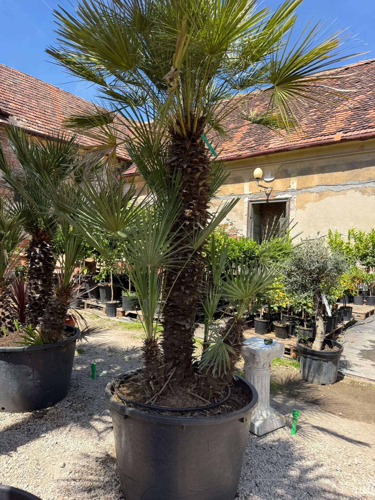 Chamaerops Humilis - výška 280cm s kvetináčom