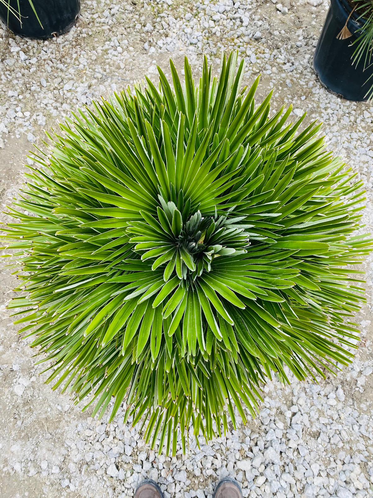Chamaerops humilis Vulcano 100-120cm, -14°C