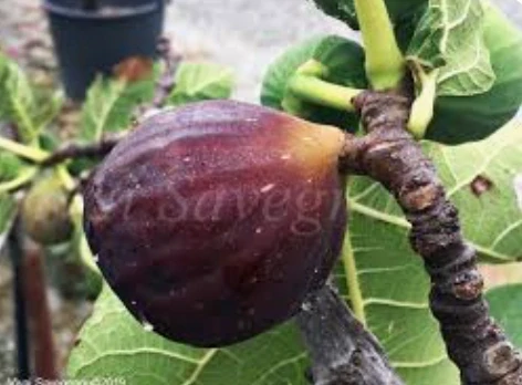 Figovník Ficus carica - odroda Portugal - 100-120cm, -12°C