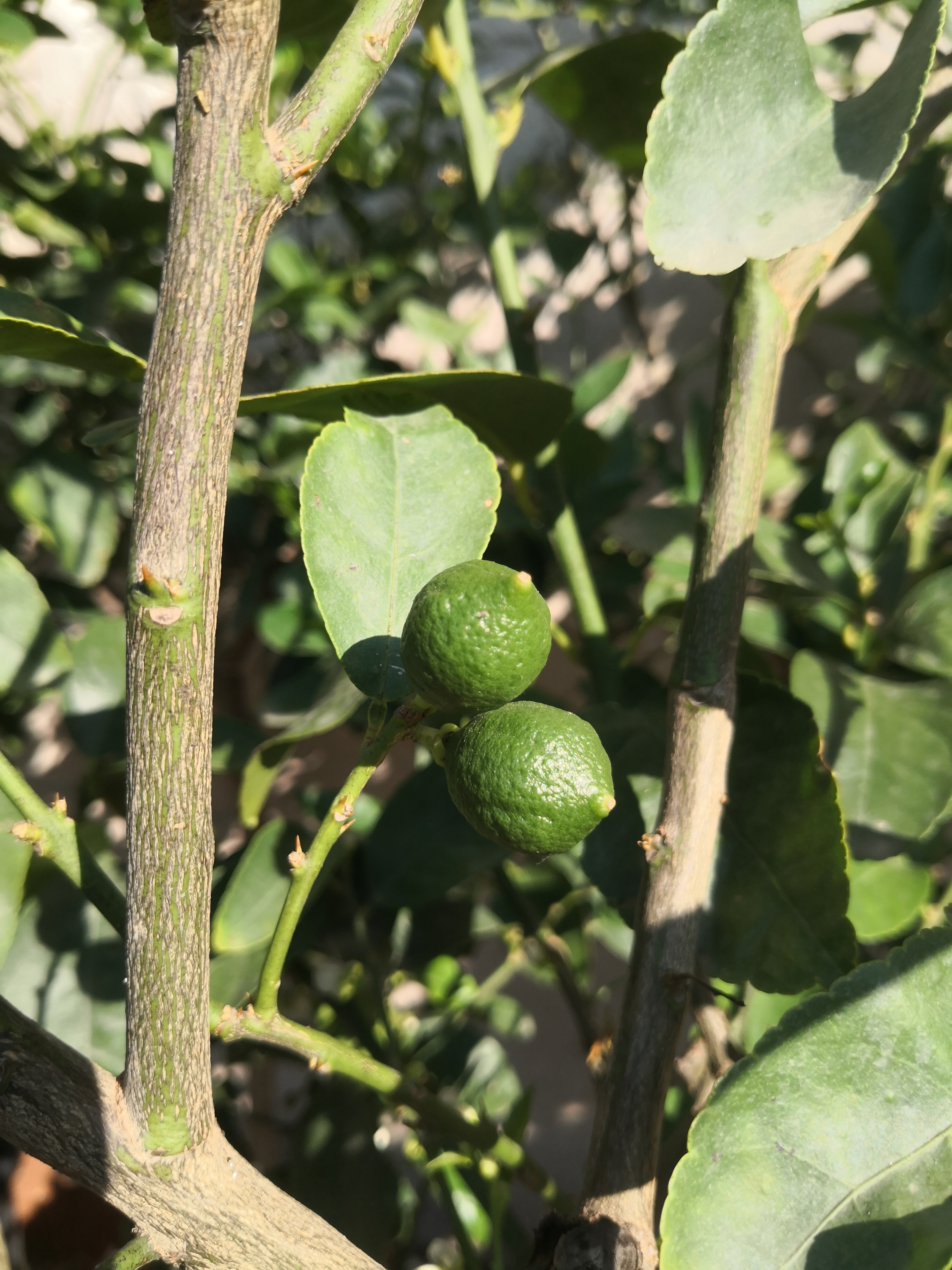 Limetka Tahiti- krásny starší strom - Citrus Latifolia - 180-200cm