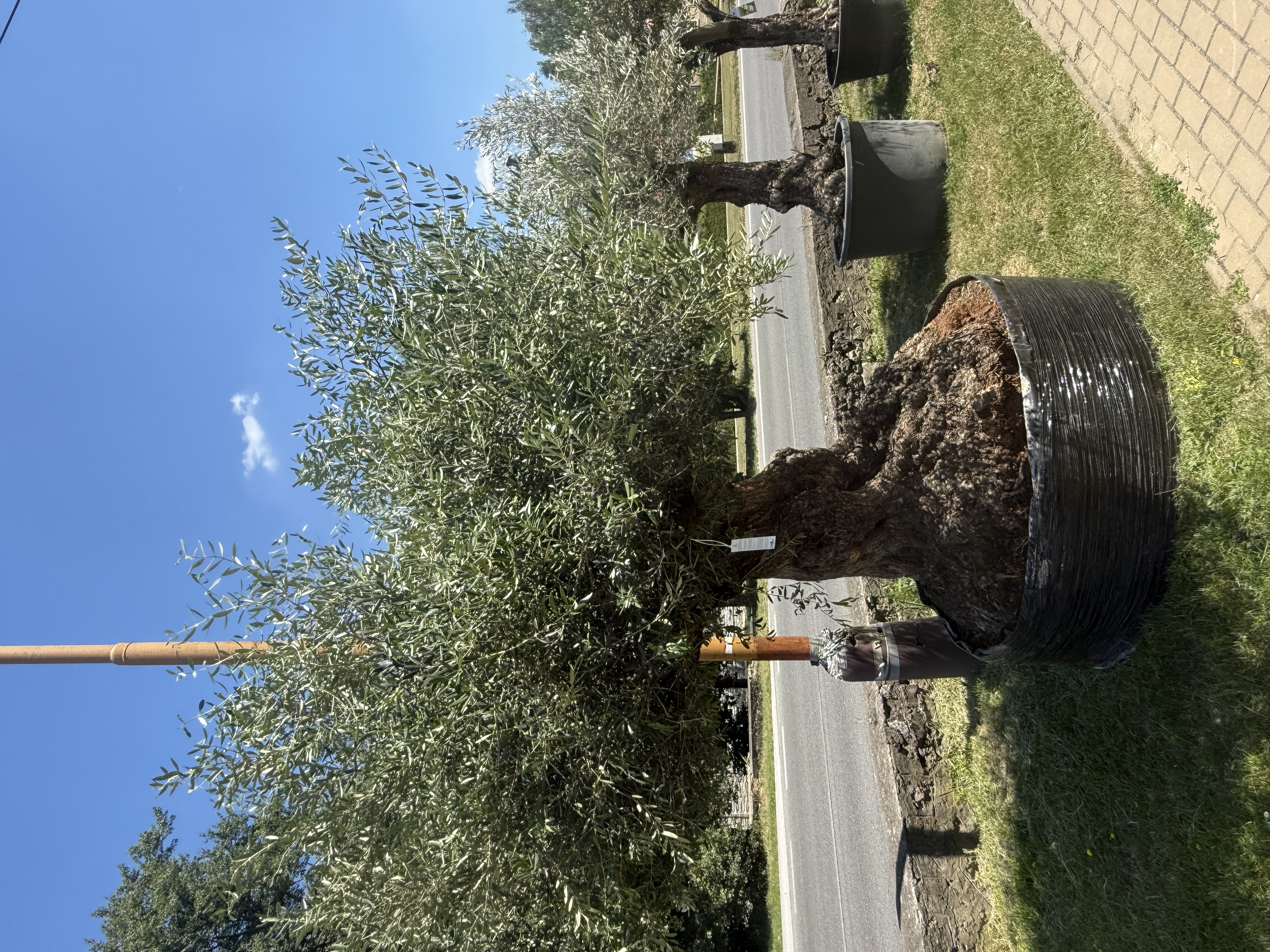 Olea Europaea - olivovník OL sieť 1, celková vvýška 280-320cm