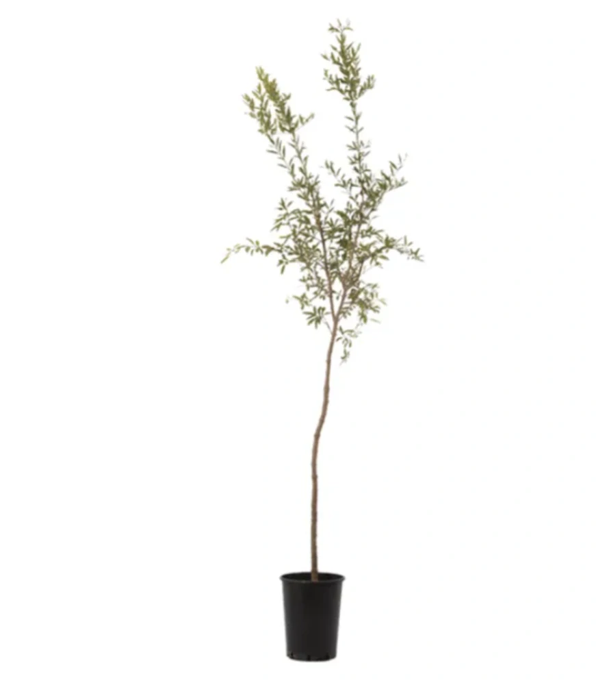 Granátovník (Granátové jablko) výška cca 140cm s kvetináčom VIAC ODRÔD NA VÝBER