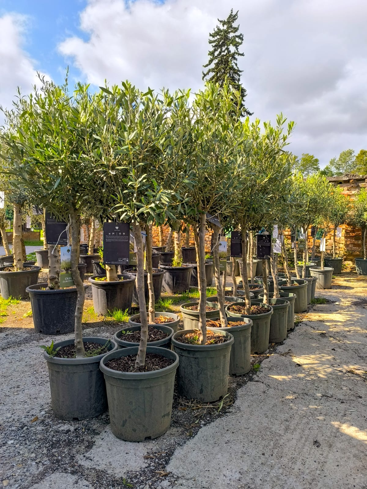 Akcia - Olea Europaea - olivovník 140-160cm s deco kvetináčom