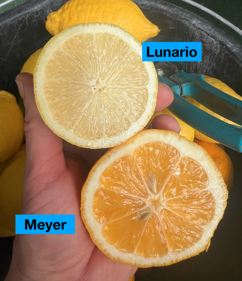 Citrus Lunario hrubší kmeň, výška 60 - 80 cm