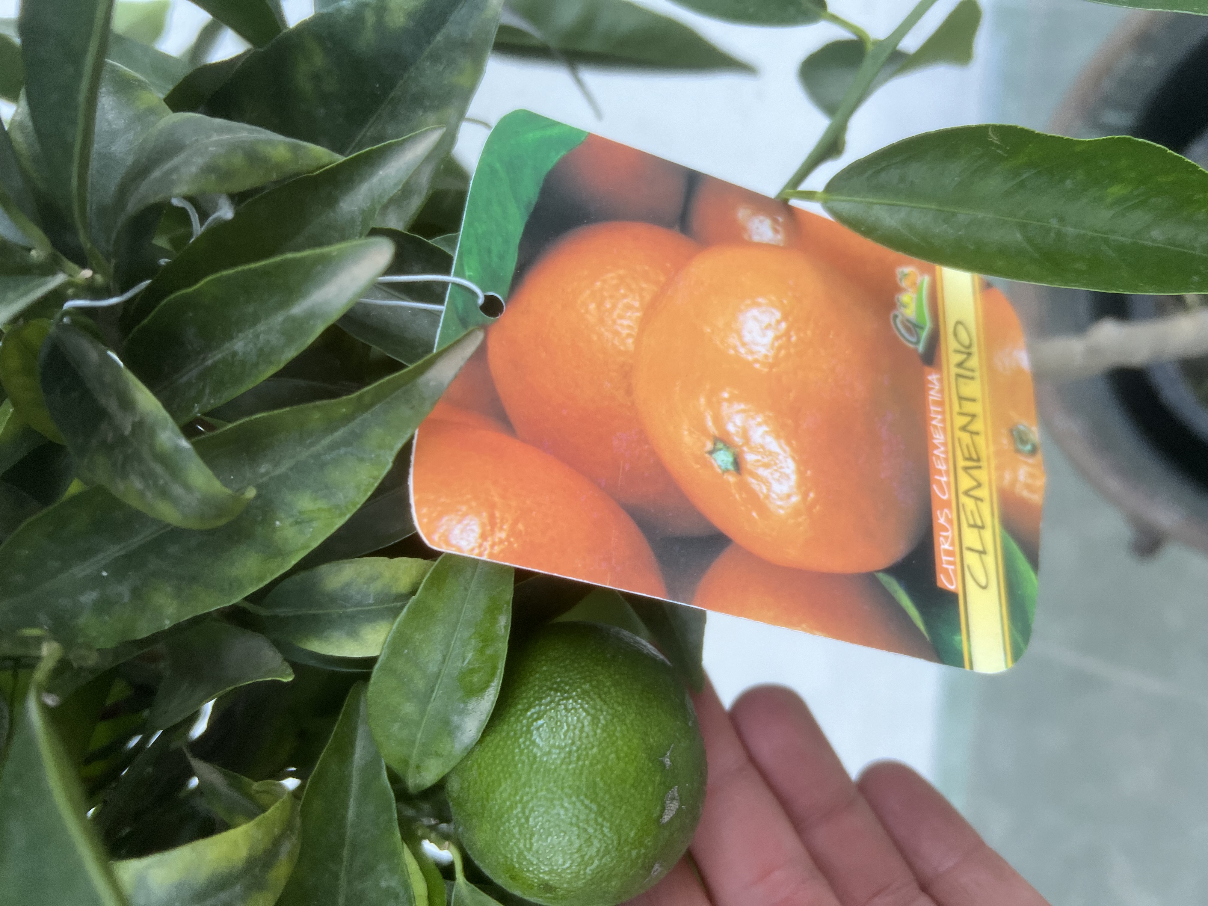 Mandarínka Clementínka - Citrus Clementino na kmeni - výška s kvet. 120-140cm