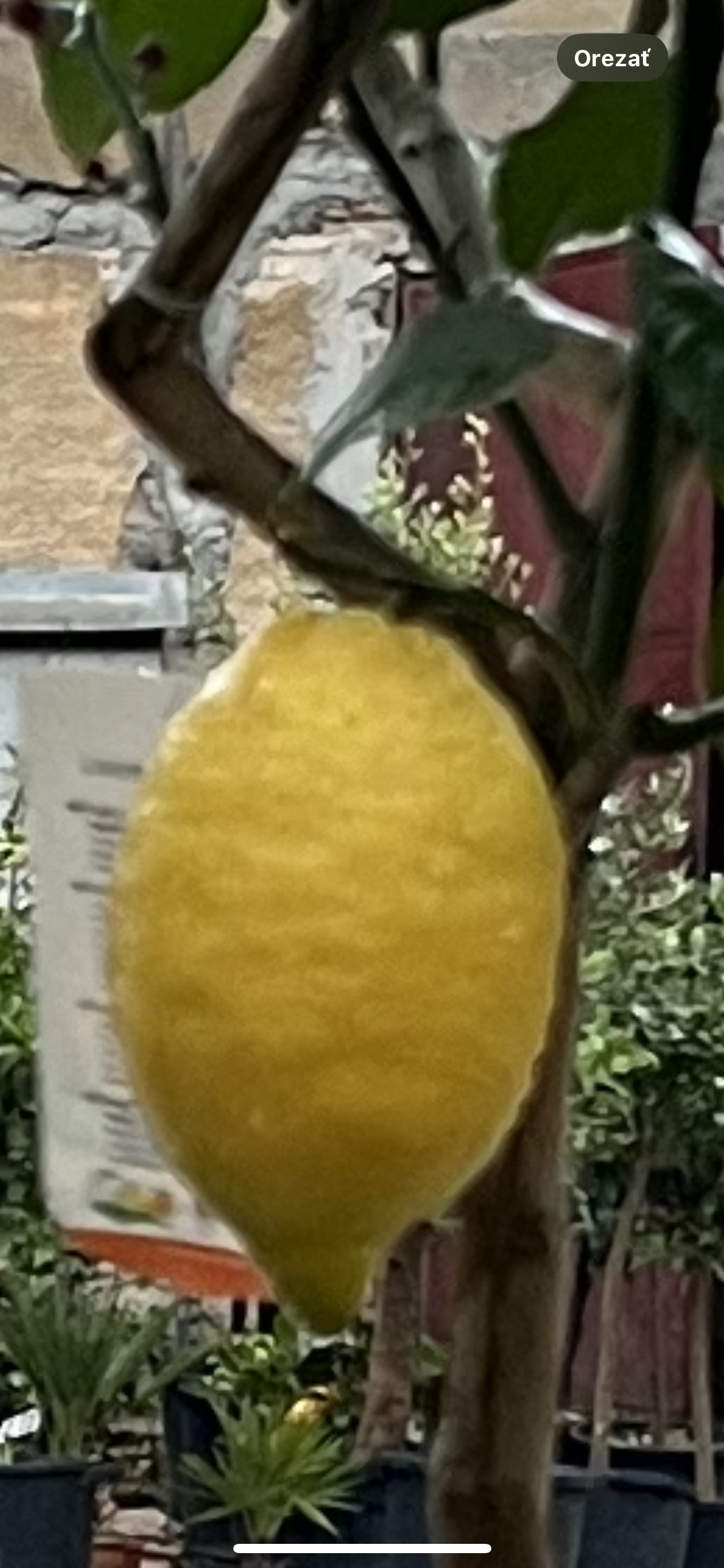 Citrus Limone Carrubaro s plodmi - výška 60/80cm