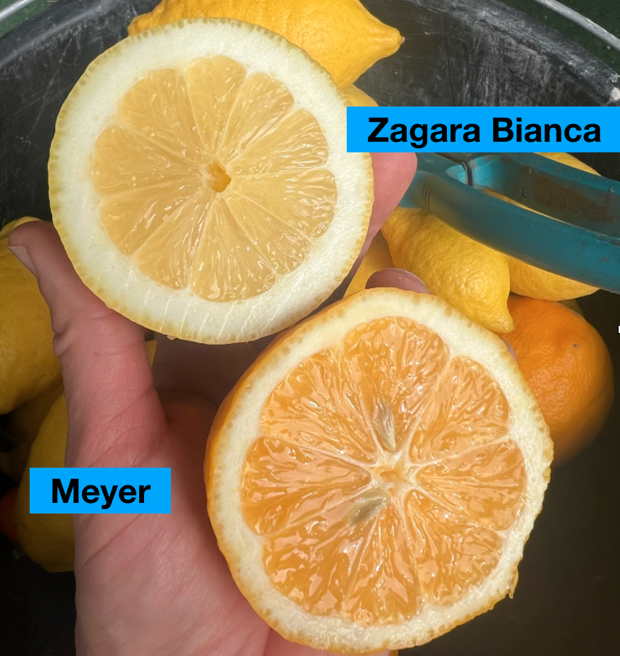 Citrus Limone/Citrónovník Limone s plodmi, hrubý kmeň, obvod kmeňa 12-13cm, výška 70-80cm s kvetináčom