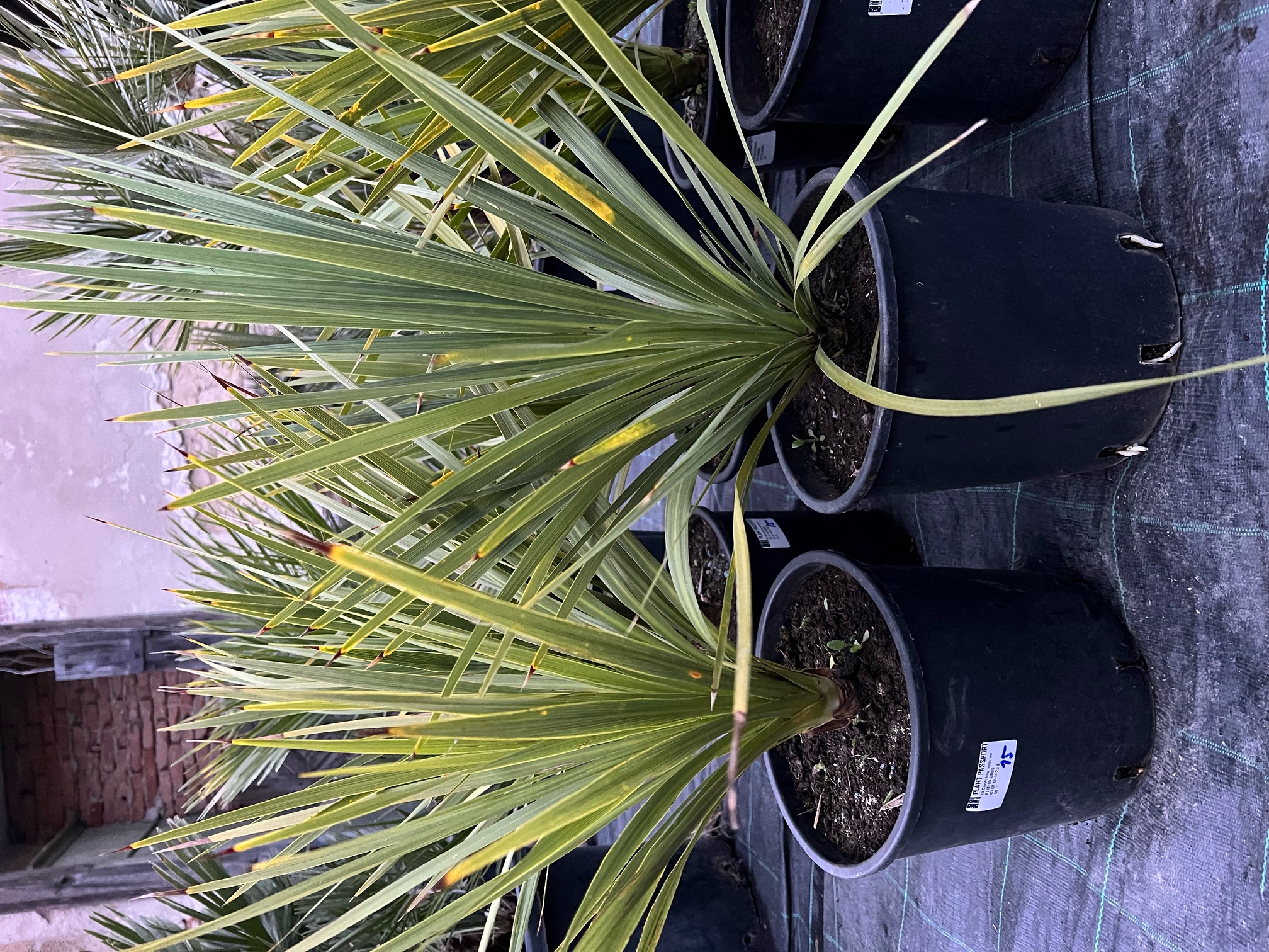 Dracaena indivisa - Cordyline indivisa  zelená 50cm