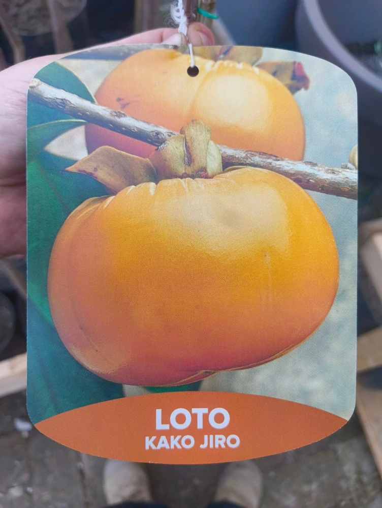 Hurmikaki odroda Rojo Brillante, výška 110-130cm 